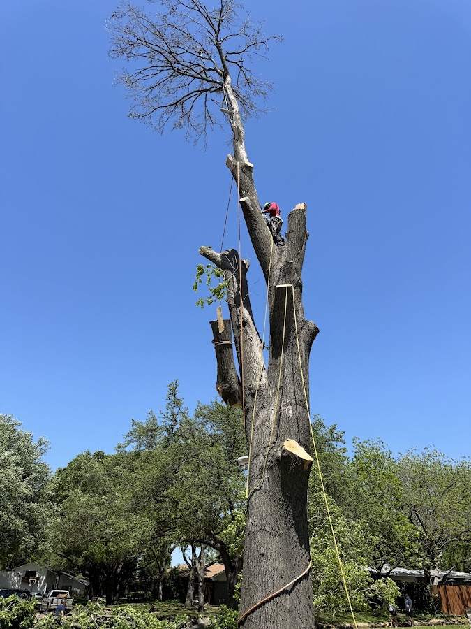 Carlos Jr tree work