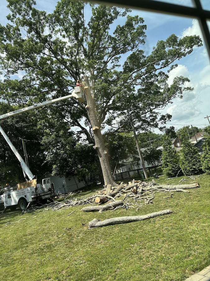 Carmona's Tree work