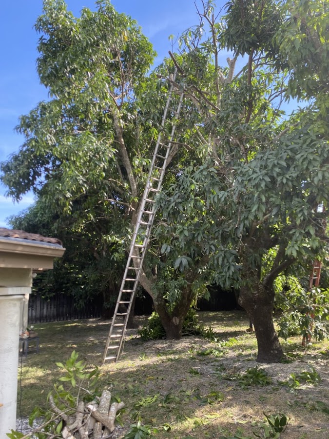 Miami Stumps & Trees work