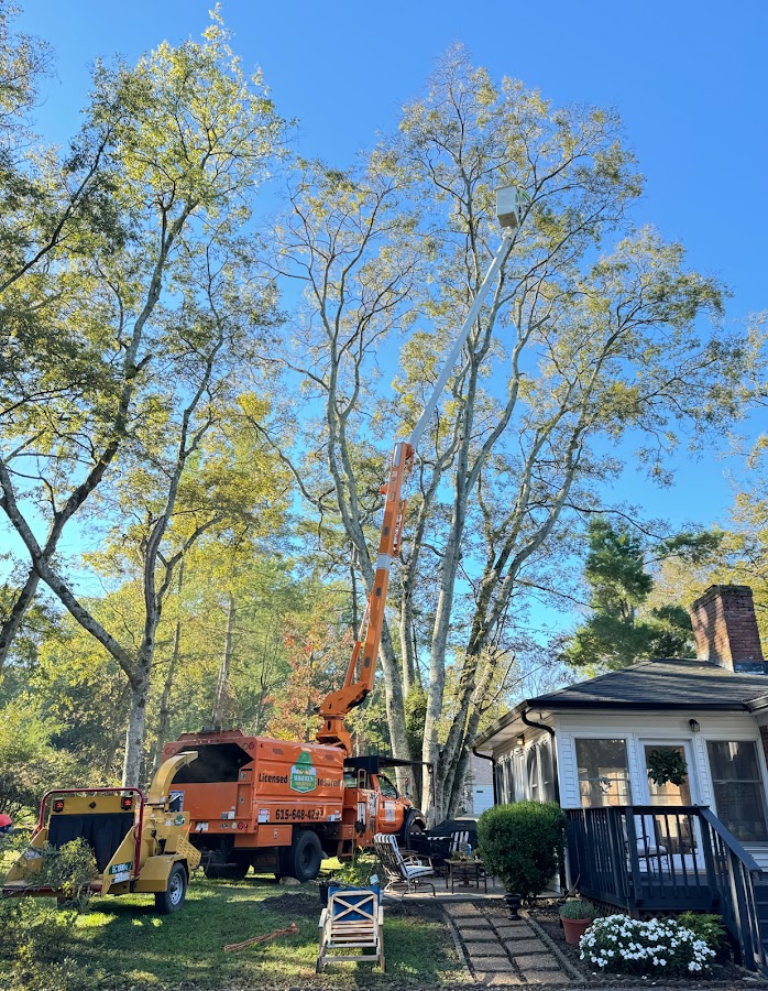 MIGUEL’S TREE & LANDSC work