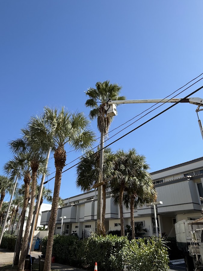 Oasis Tree work