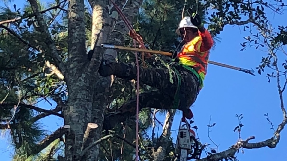 Tree El Tiburon work